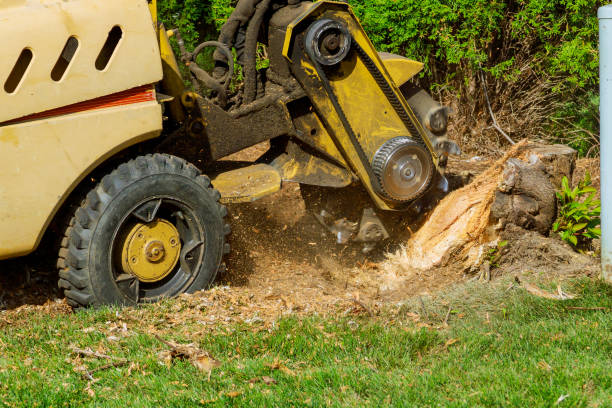 How Our Tree Care Process Works  in  Clearwater, MN